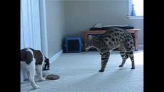 F1 Savannah Cat meets Puppy [upl. by Wolf]