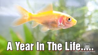 A Year In The Life  Baby Goldfish  One year update [upl. by Ferino]