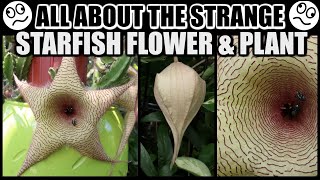 SPECTACULAR STARFISH BLOOMS FACTS amp CARE  Stapelia gigantea The Starfish Plant [upl. by Jorgenson]