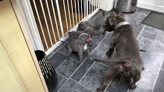 Blue Staffordshire Bull Terrier Puppy Play Fighting With Mum [upl. by Adekram]