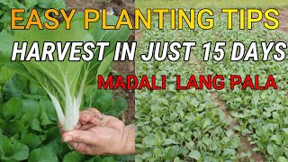 from day 1 to harvest  how to plant cabbage pechay easy tips [upl. by Baker]