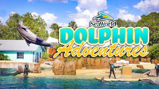 Dolphin Adventures Full Show  SeaWorld San Diego  August 28 2023 [upl. by Kendry]