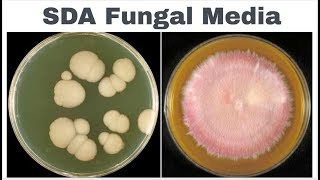 sabouraud dextrose agar sda composition principle anduses [upl. by Snow]