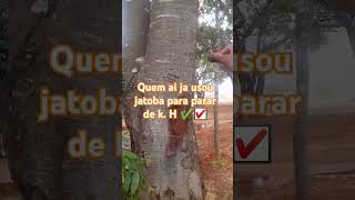 Casca do Jatobá e Bom para cortar diarréia plantas shorts shortsyoutube hortalicas [upl. by Tess]