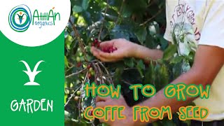 How to Grow Coffee from Seed  Coffee Plant Propagation  Atitlan Organics [upl. by Boot]