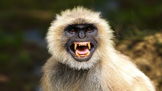 Angry Langur Sound To Scare Monkeys Away [upl. by Jacobba]