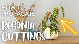 Different Ways to Propagate Begonias  Leaf and Stem Cuttings [upl. by Ardnuahs]