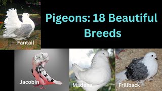 Pigeons 18 Beautiful Breeds [upl. by Bird]