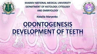 Odontogenesis development of teeth [upl. by Zawde284]