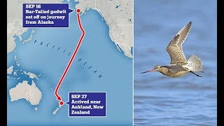 Jet fighter godwit breaks world record for nonstop bird flight [upl. by Flory]