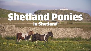 Shetland Ponies from Shetland [upl. by Waldos782]