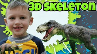 Dinosaur Unboxing 3D Skeleton Set T Rex Mammoth Triceratops Stegosaurus Brachiosaurus [upl. by Asek]