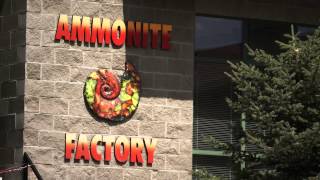 Ammonite Factory  Canmore Alberta  CANADA  Ammolite History Mining Miner Producer  RARE GEM [upl. by Seyah]