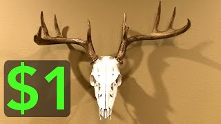 1 DIY Deer Skull Mount [upl. by Pain]