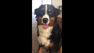 Bernese Mountain Dog Puppy In Training  ONE TAKE  Old video [upl. by Nauj]