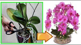 CURE ORCHIDEA FAI QUESTO ED OTTERRAI BELLISSIME PIANTE NUOVE COME CURARE ORCHIDEE phalenopsis [upl. by Yentirb]