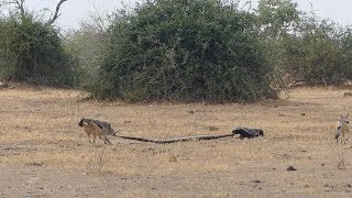 Python Honey Badger amp Jackal Fight Each Other [upl. by Eveivaneg]