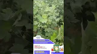 maharashtra soil कॉटन cotton cottonsareesyoutubeshorts multiplayer cotton crop  8149031204 [upl. by Allimrac]