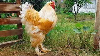 Brahma Chicken  Giant Orange Rooster and Hens  Video 4K [upl. by Jeannine]