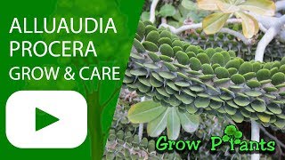 Alluaudia procera  grow amp care [upl. by Nitsud]