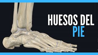 ✅HUESOS DEL PIE  ANATOMIA DEL PIE  ANATOMIA EN ENFERMERIA [upl. by Iridis46]