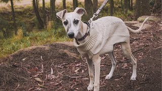 10 Things We Have Learned About Owning A Whippet [upl. by Cung]