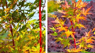 How to Plant Japanese Maples Easy Garden Guide [upl. by Milks54]