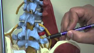 Regional Nerve Blocks for Orthopaedic Surgery  Devin McCullough DO [upl. by Dickerson]