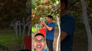 Harvesting kiwifruit sonasmr [upl. by Ahsinel]