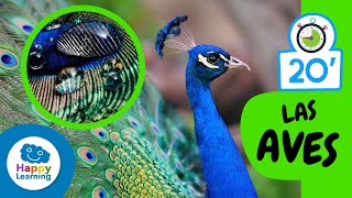 Cosas que nos sabías sobre LAS AVES Aprende el Reino Animal  Happy Learning 🐥 🦃 🦩🦜 [upl. by Parthen]