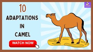 Discover the Amazing Ways Camels Survive in the Desert  10 Adaptations In Camel [upl. by Lindon718]