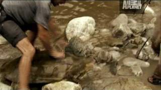 River Monsters Turtle Strikes Like a Snake [upl. by Kalindi]