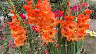 Gladiolus Plant  One of the beautiful flower in winter Season  Gladiolus Care [upl. by Avilla845]