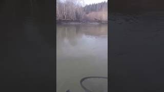 Queets River Steelhead Fishing [upl. by Kawasaki396]