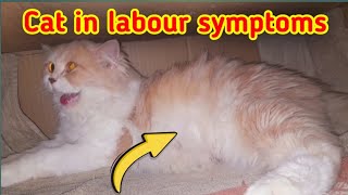 Top 8 signs your cat labour  labour signs in cat  cat labour symptoms  cat giving birth to kitten [upl. by Margarita820]