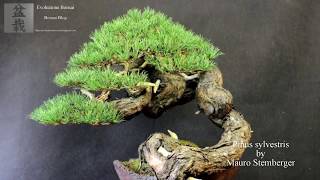 Pinus sylvestris bonsai by Mauro Stemberger [upl. by Merrili]