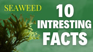 Seaweed 10 facts and interesting uses [upl. by Aniratak]