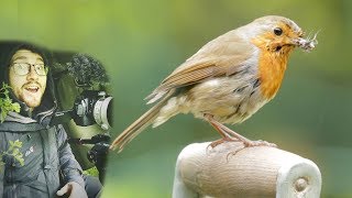 Robins Nesting in Our Garden Wildlife Film [upl. by Chernow901]