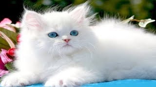 EXOTIC PERSIAN CAT FOR SALE IN DELHI AND INDIA 9711696640 [upl. by Anoik816]