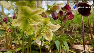 How to Grow amp Care for Hellebore Flowers  Hydrohaven Guide [upl. by Niehaus]