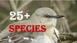 Northern Mockingbird Mimics over 25 bird species [upl. by Nimzaj204]