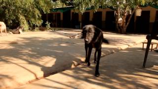 Daisy couldnt walk from pain  YOU helped us save her Animal Aid Unlimited India [upl. by Noirda]