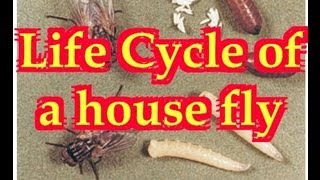 The compete story of how the House Fly lives showing the 4 stages egg larva pupa and adult fly [upl. by Haskell]