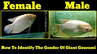 How To Identify The Gender Of Giant Gourami [upl. by Roderica390]