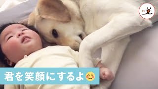 ワンコは段々と「お姉ちゃんの顔」になっていく😊💕 【PECO TV】 [upl. by Odlaner]