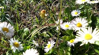 Riconoscere la Pratolina Bellis Perennis e come cucinarla [upl. by Attezi]