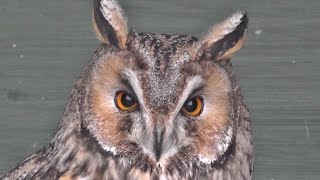 Long Eared Owl at Screech Owl Sanctuary [upl. by Htinnek]