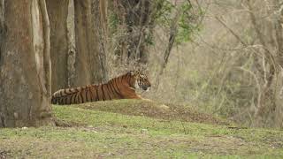 Waterwoods Resort Kabini [upl. by Etnud]