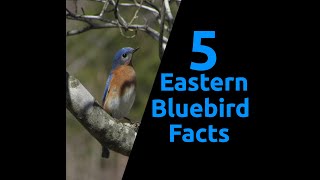 5 Eastern Bluebird Facts [upl. by Moth253]