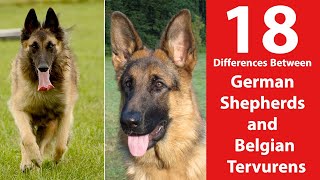 German Shepherd vs Belgian Tervuren 18 Differences [upl. by Iznek]